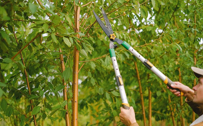 Tree trimming in Ojo Feliz, NM